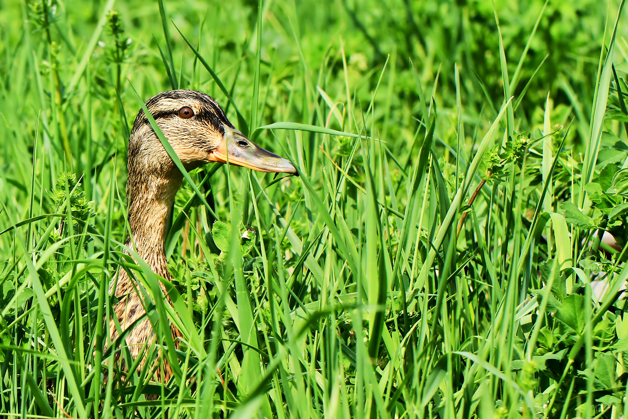 Ente im Gruenen